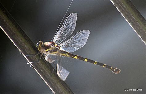 acrobat dragonfly petaltail.